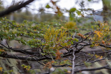 RESERVA PROVINCIAL LAGUNA NEGRA at Fagnano Lake near Tolhuin, Argentina, Tierra del Fuego, South America