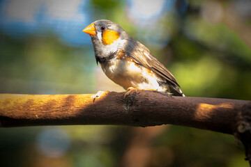 The zebra finches are two species of estrildid finch in the genus Taeniopygia found in Australia and Indonesia