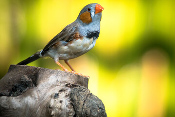 The zebra finches are two species of estrildid finch in the genus Taeniopygia found in Australia and Indonesia