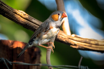The zebra finches are two species of estrildid finch in the genus Taeniopygia found in Australia and Indonesia