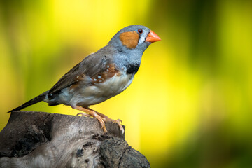 The Zebra Finch (Taeniopygia guttata)