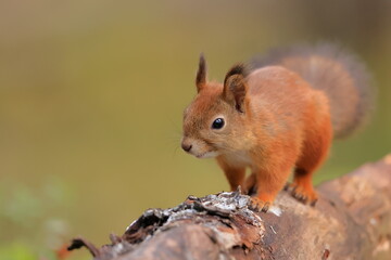 Naklejka na ściany i meble Red squirrel, Sciurus vulgaris, Finland, Kuhmo