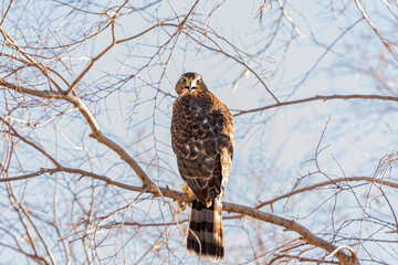 Harris Hawk