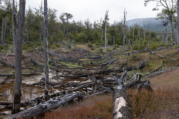 RESERVA PROVINCIAL LAGUNA NEGRA at Fagnano Lake near Tolhuin, Argentina, Tierra del Fuego, South America