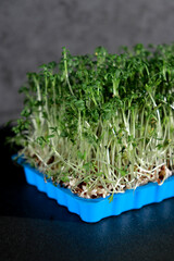 close up of green fresh cress sprouts in a blue plastic box, black background 