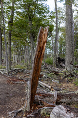 Fototapeta premium RESERVA PROVINCIAL LAGUNA NEGRA at Fagnano Lake near Tolhuin, Argentina, Tierra del Fuego, South America