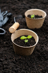 gardening tools and pots with basil sprouts on soil texture background