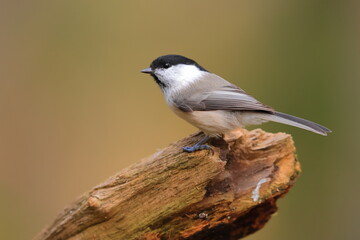 Willow tit, Poecile montanus, Finland, Kuhmo