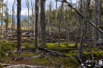 RESERVA PROVINCIAL LAGUNA NEGRA at Fagnano Lake near Tolhuin, Argentina, Tierra del Fuego, South America