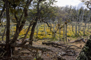 RESERVA PROVINCIAL LAGUNA NEGRA at Fagnano Lake near Tolhuin, Argentina, Tierra del Fuego, South America