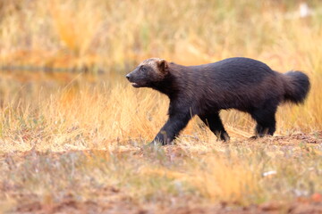 Wolverine, Gulo gulo, Finland