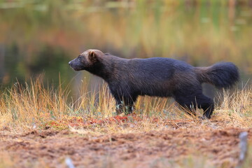 Wolverine, Gulo gulo, Finland