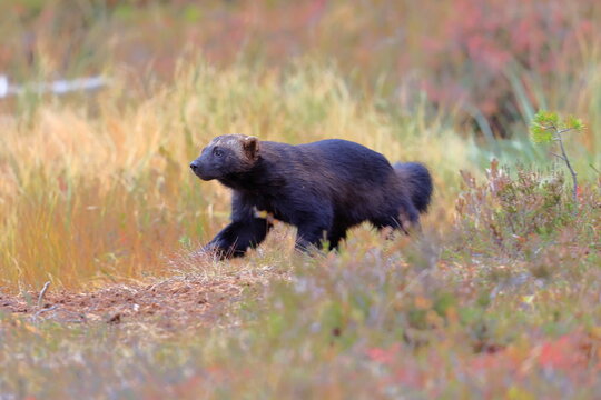 Wolverine, Gulo gulo, Finland