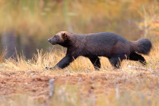 Wolverine, Gulo gulo, Finland