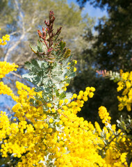 Acacia (Mimosa) baileyana Purpurea leaf and flowers.