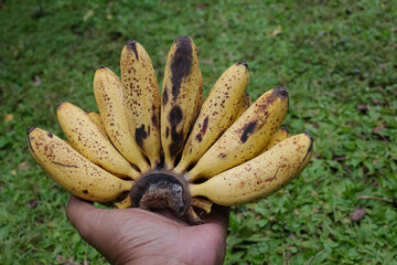 Small ripe bananas are yellow in color