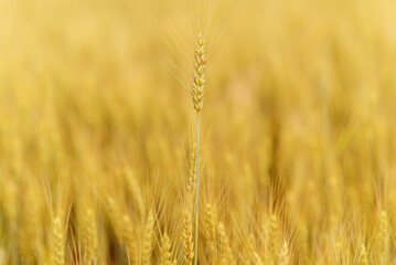 Golden ripes ears of wheat on field at sunset close-up macro. Full field of wheats in Ukraine.