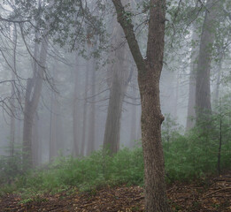 verdant wonderland in forest  in spring with fog and mist - 575462637