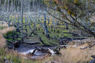 RESERVA PROVINCIAL LAGUNA NEGRA at Fagnano Lake near Tolhuin, Argentina, Tierra del Fuego, South America