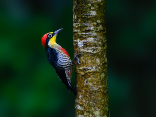 Yellow-fronted Woodpecker portrait on tree trunk and rainy day against dark green background
