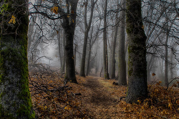 forest with fog and hiking trail and barren trees in autumn in a california state park - 575462887