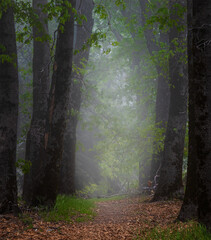corridor of trees in a forest with fog and mist in spring with a path in a state park - 575463831