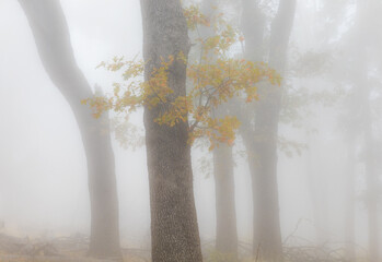trees in fog in autumn with yellow leaves in a california state park - 575463859