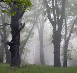 spring fog in the forest - 575464004