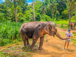 Fototapeta na wymiar Man feeding adult elephant with banana in tropical green forest at sanctuary in Thailand. 
