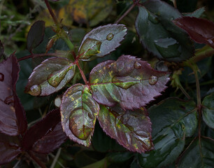spring rain on rose leaves - 575464203