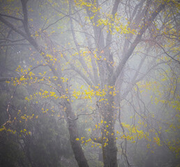 spring in the fog