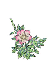 Vector botanical illustration of a branch with rosehip flowers.