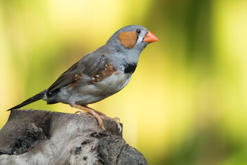 The zebra finches are two species of estrildid finch in the genus Taeniopygia found in Australia and Indonesia