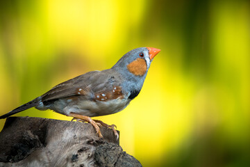 The zebra finches are two species of estrildid finch in the genus Taeniopygia found in Australia and Indonesia