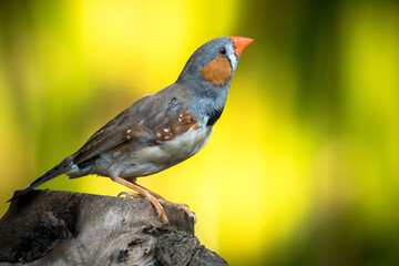 The zebra finches are two species of estrildid finch in the genus Taeniopygia found in Australia and Indonesia
