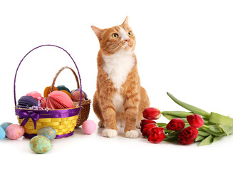 Fototapeta na wymiar Cute cat, basket with Easter eggs and tulips on white background