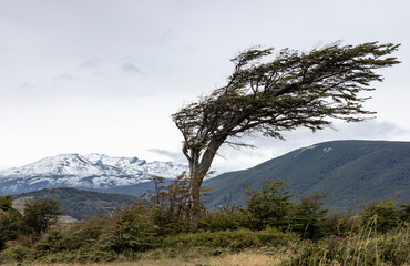 Tree formed by the strong patagonian wind at the beautiful end of the world - Ushuaia, Tierra del Fuego, South America - obrazy, fototapety, plakaty
