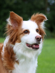 Portrait Border Collie H&uuml;ndin
