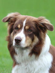 Portrait brauner Bordercollie