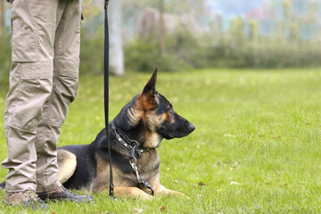 Liegender Schäferhund