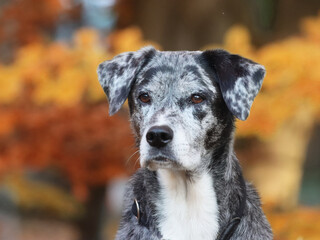 Hundeseniorin im Herbst