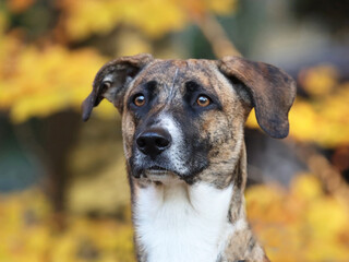 Hund schaut bedr&ouml;ppelt
