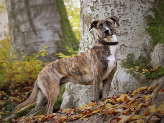 Getigerte H&uuml;ndin