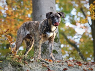 Getigerte H&uuml;ndin