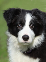 H&uuml;bscher schwarz-wei&szlig;er Bordercollie-Welpe
