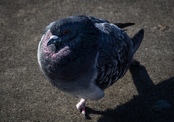pigeon on the ground