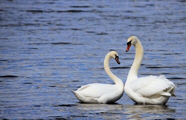 swan, bird, water, nature, white, swans, birds, beautiful