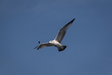seagull in flight