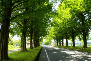 メタセコイア並木道