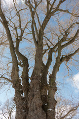 old weeping willow tree with various trunk cluster and blue sky with some clouds and solar flare